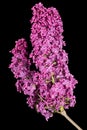 Branch of blooming lilacs, Syringa vulgaris, isolated on black background Royalty Free Stock Photo