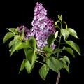 Branch of blooming lilacs, Syringa vulgaris, isolated on black background Royalty Free Stock Photo