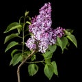 Branch of blooming lilacs, Syringa vulgaris, isolated on black background Royalty Free Stock Photo