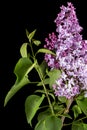 Branch of blooming lilacs, Syringa vulgaris, isolated on black background Royalty Free Stock Photo