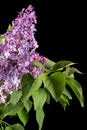 Branch of blooming lilacs, Syringa vulgaris, isolated on black background Royalty Free Stock Photo