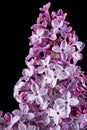 Branch of blooming lilacs, Syringa vulgaris, isolated on black background Royalty Free Stock Photo