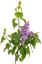 Branch of blooming lilacs, Syringa vulgaris, isolated on white background Royalty Free Stock Photo