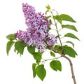 Branch of blooming lilacs, Syringa vulgaris, isolated on white background Royalty Free Stock Photo