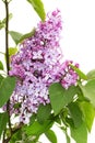 Branch of blooming lilacs, Syringa vulgaris, isolated on white background Royalty Free Stock Photo