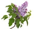 Branch of blooming lilacs, Syringa vulgaris, isolated on white background Royalty Free Stock Photo