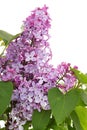 Branch of blooming lilacs, Syringa vulgaris, isolated on white background Royalty Free Stock Photo