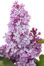 Branch of blooming lilacs, Syringa vulgaris, isolated on white background Royalty Free Stock Photo