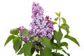 Branch of blooming lilacs, Syringa vulgaris, isolated on white background Royalty Free Stock Photo