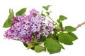 Branch of blooming lilacs, Syringa vulgaris, isolated on white background Royalty Free Stock Photo