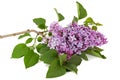 Branch of blooming lilacs, Syringa vulgaris, isolated on white background Royalty Free Stock Photo