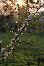 Branch of blooming Nanking cherry Prunus tomentosa on background of sunset