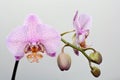 A branch of a blooming orchid in a purple speck on a light background Royalty Free Stock Photo