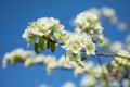 Branch of blooming pear blossoms on a sunny day in spring