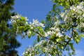 Branch of blooming pear tree with white flowers and green leaves. Garden in the spring Royalty Free Stock Photo