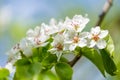 Branch of blooming pear tree. White flowers on a pear tree Royalty Free Stock Photo