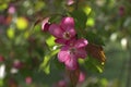 Branch of Blooming Pink Apple Tree Close Up View