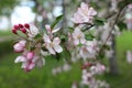 Blooming apple tree