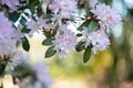 Branch of blooming pink azalea in the shade of trees in the park in the summertime. Natural blurred background and bokeh Royalty Free Stock Photo