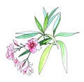 A branch of a blooming pink flowered fragrant oleander. Graphic drawing