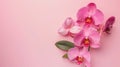 Generative AI. Elegant Pink Orchids Displayed Against a Soft Pastel Background. Happy Mother\'s Day Concept Royalty Free Stock Photo