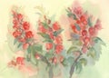 Branch of blooming quince watercolor