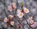 Branch of blooming sakura flowers