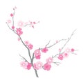 Branch of blooming sakura. Illustration. Isolated on a white background Royalty Free Stock Photo