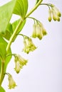 Branch of a blooming Solomon`s seal isolated on white background.