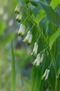 Branch of a blooming Solomon`s seal. Polygonatum