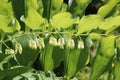 Branch of a blooming Solomon's seal in spring garden