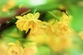 Branch of blooming spring tree, yellow flowers close-up. Selectiv focus. Natural bright background