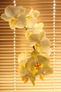 Branch of blooming tender orchid