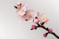 Branch of the blooming tree macro. Pink apricot or cherry blossoms on a white isolated background Royalty Free Stock Photo