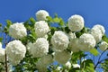 Branch of blooming Viburnum Opulus in the garden