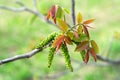 branch with blooming walnut