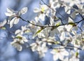 Branch with blooming white magnolias against the background of a blue sky Royalty Free Stock Photo