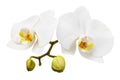 Branch of a blooming white orchid with a yellow color on the lip and a few unopened buds Royalty Free Stock Photo