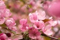 A branch of a blooming wild Apple tree. Image for the design of a calendar, book, or postcard. Selective focus Royalty Free Stock Photo