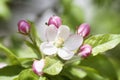 Branch of blooming wild apple-tree with tender pink bud flowers, spring sunny day Royalty Free Stock Photo