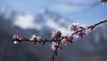 Branch of blooming wild apricot against the background of mountains