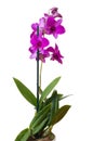 Branch with blooms of purple orchid. Isolated on white background Royalty Free Stock Photo