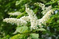 Branch and blossom of bird cherry