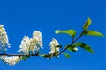 Branch and blossom of bird cherry Royalty Free Stock Photo