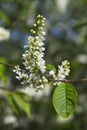 Branch and blossom of bird cherry Royalty Free Stock Photo