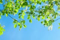 The branch of blossom of bird cherry Royalty Free Stock Photo