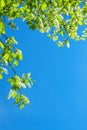 The branch of blossom of bird cherry Royalty Free Stock Photo