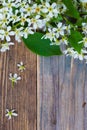 Branch of blossom bird cherry on aged boards antique table Royalty Free Stock Photo