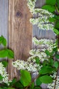 Branch of blossom bird cherry on aged boards Royalty Free Stock Photo