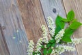 Branch of blossom bird cherry on aged boards antique table Royalty Free Stock Photo